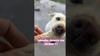 My Dog Devours A Raw Drumstick #raw #dogs #labrador #eating #funny #slowdown #cute #puppy #food