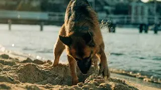 Sounds of the beach | Beach day with my dog