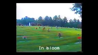 Moses Sumney - In Bloom