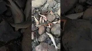 Хорошая рыбалка была #fishing #рыбалка #голец #кижуч #fish #salmon #горбуша #кунджа #сима