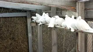 белые голуби