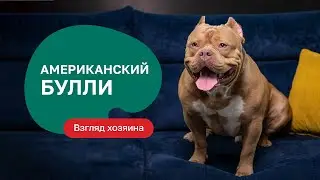 American Bully – All About the Breed, Pros and Cons – Expectation/Reality Show