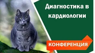 Диагностика в кардиологии