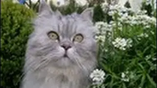 Ветеринарные услуги в Германии. Заболел КОТ. Часть2
