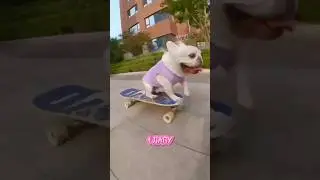 A dog riding a skateboard😅 