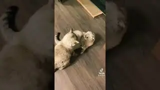 котики в тик ток