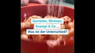 MSC DACH Garnelen Scampi Shrimps