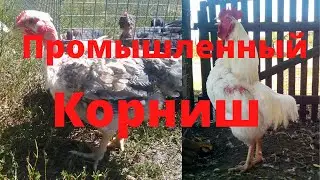 Какую породу кур держать на мясо Промышленный корниш Самая тяжелая порода кур Мясная порода кур