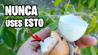 CASCARAS de HUEVO para tus PLANTAS ¿Potente ABONO CASERO?.. | La Huerta de Ivan