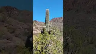 Established in April 1929, Tucson Mountain Park offers a range of amenities.