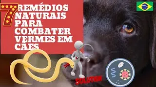 7 REMEDOS Naturais  CASEIROS para CURAR   VERMES em cachorro Como acabar com os vermes nos cães
