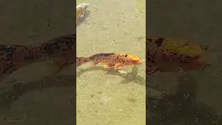 золотая рыбка