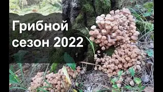 Опята 2022 год. Поход за грибами. Грибной сезон