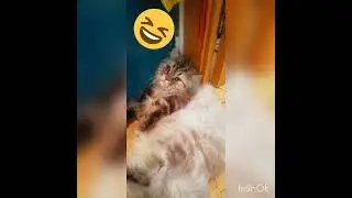 Странное, смешное, а так же первое видео!