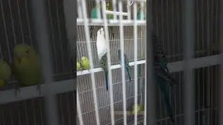 تربية جماعية لطيور البادجي