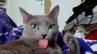 Смешные ролики про животных