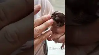 Cara Nyusuin Bayi Anjing