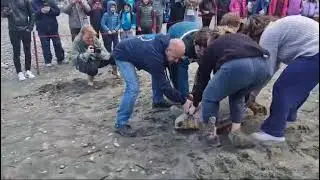 Tartarughe liberate a Massa Lubrense