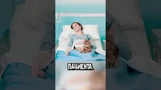Коты коты