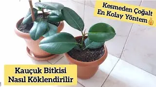 Havai Köklendirme Nasıl Yapılır? Kauçuk Bitkisi, Çiçeği Nasıl Köklendirilir❓️