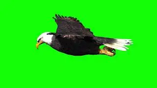 Eagle flying green screen 