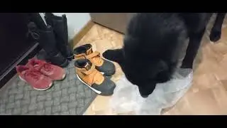 Овчарка успокаивает нервы