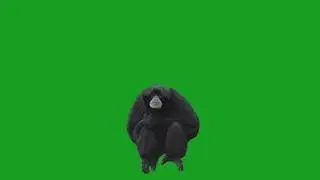 chroma key/Monkey on green screen/ Watch the video for last