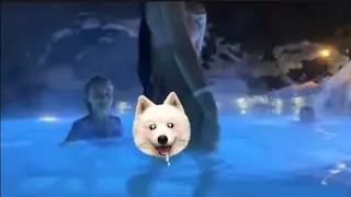 Когда чатик попросил😂