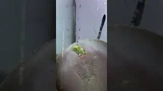 Я СКАТ, а не скотина! Но очень кушать хочется!