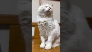 Оскарааа,Леонарда Декаприя отдыхает😂 #зубарев #стримzubarefff #tiktok #zubaref #zubarefff