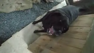 Olha oque o Thor mais gosta nessa VIDA!!!