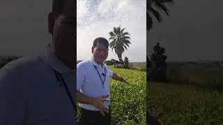SOYBEANS IN JEJU ISLAND #gardening #agriculture
