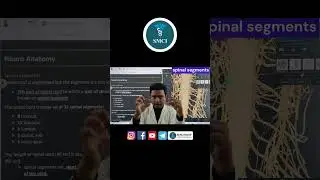 Spinal Segment | Spinal Cord | Neuro Anatomy 