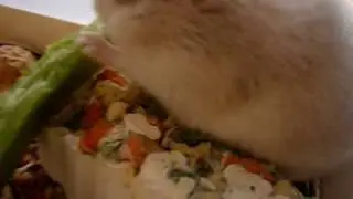 Mis seis gorditos y la mamá. HAMSTERS RUSOS. Baby hamsters.