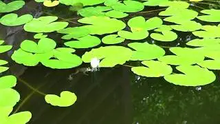футаж пруд кувшинки лягушки