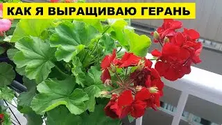 КАК ВЫРАЩИВАТЬ ГЕРАНЬ..ПОЛИВАТЬ..УДОБРЯТЬ
