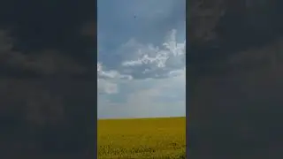 Цветение рапса в Калининграде. Рапсовые поля 😍 Красота живой природы