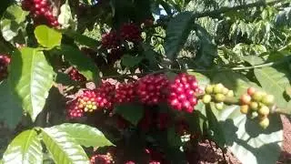 Thăm vườn càphê DakNong, Việt Nam