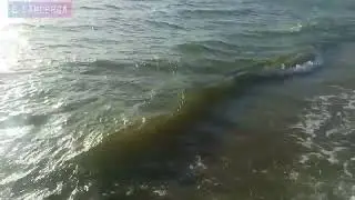 06.07.2024г. Анапа. Море штормит. Купание запрещено.