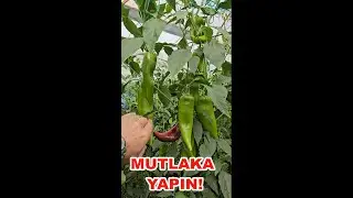 BAHARDA BİBERLERE BUNU YAPIN!