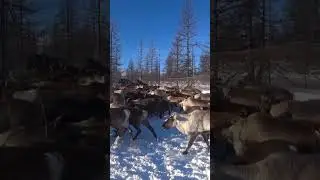 Стадо оленей в загоне 