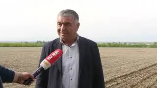 SAMARQAND NARPAYda Paxta qadash boshlandi