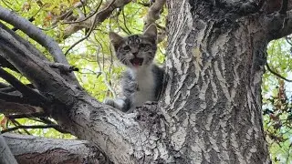 Silly way to rescue a stuck kitten