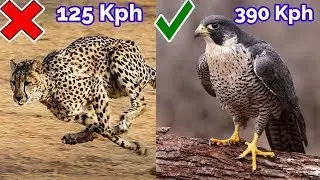 top 10 fastest land animals!!!!!