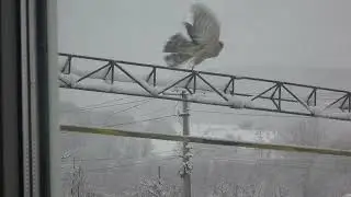 accipiter nisus.sparrow hawk. яструб малий. ястреб перепелятник.
