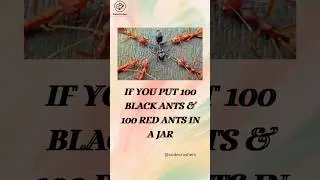 IF YOU PUT 100 BLACK ANTS & 100 RED ANTS IN A JAR |Codecrushers #likeshort #likeforlikes #coding