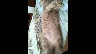 Кот давно уже понял смысл бытия
