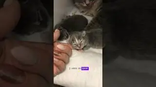 Где Капа и что с ней случилось?