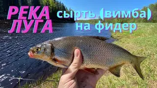 Луга сырть на фидер весной (вимба)