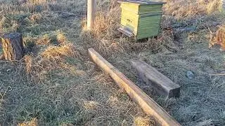 Готовим Пчел к Зимовки*Зимовка Пчел на Воле*Зимовка Пчел под Снегам.